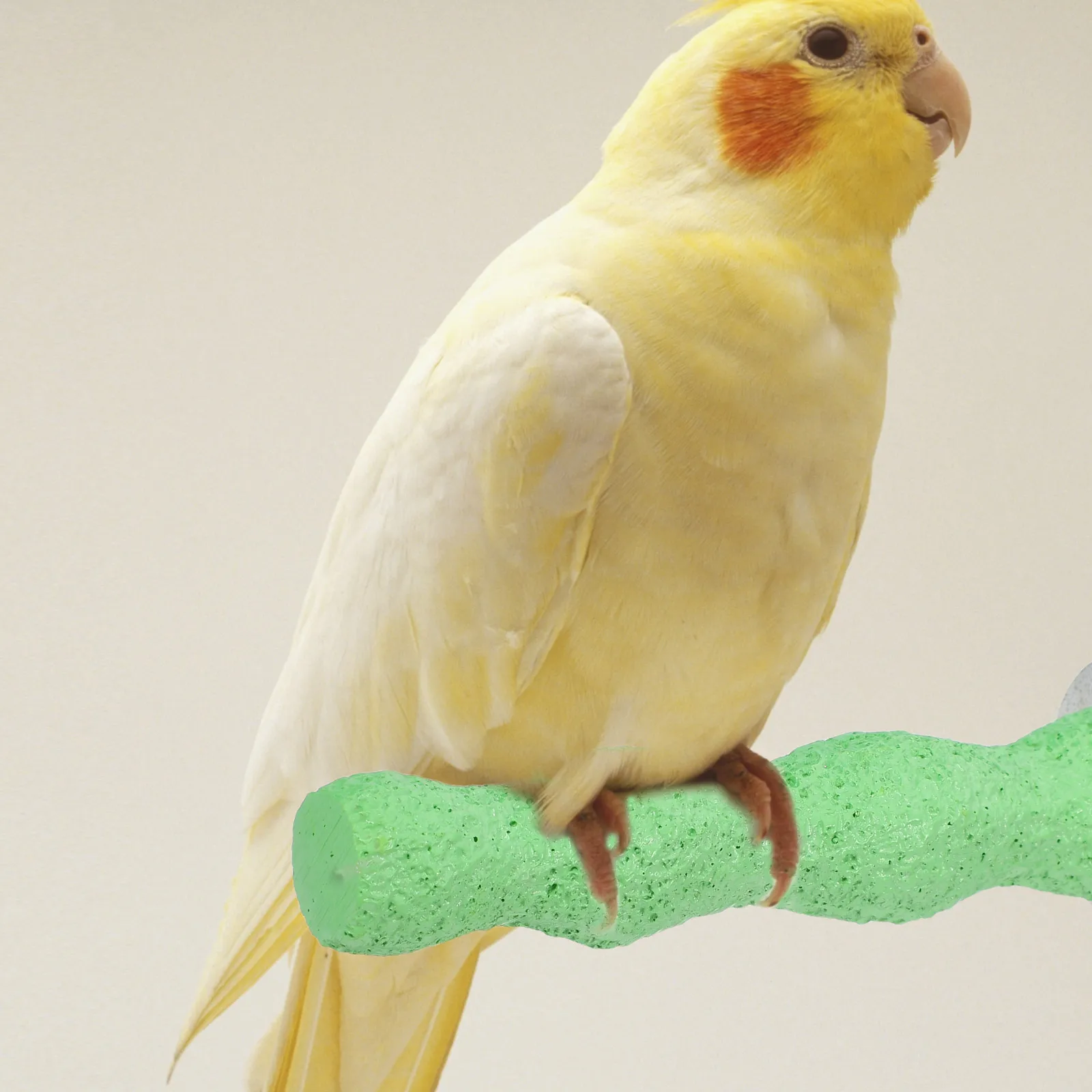 

Parrot Claw Stick Light Green Bird Stand Branch Perch Platform Cockatiel Cage Accessories Grinding Toys Parakeet perch natural