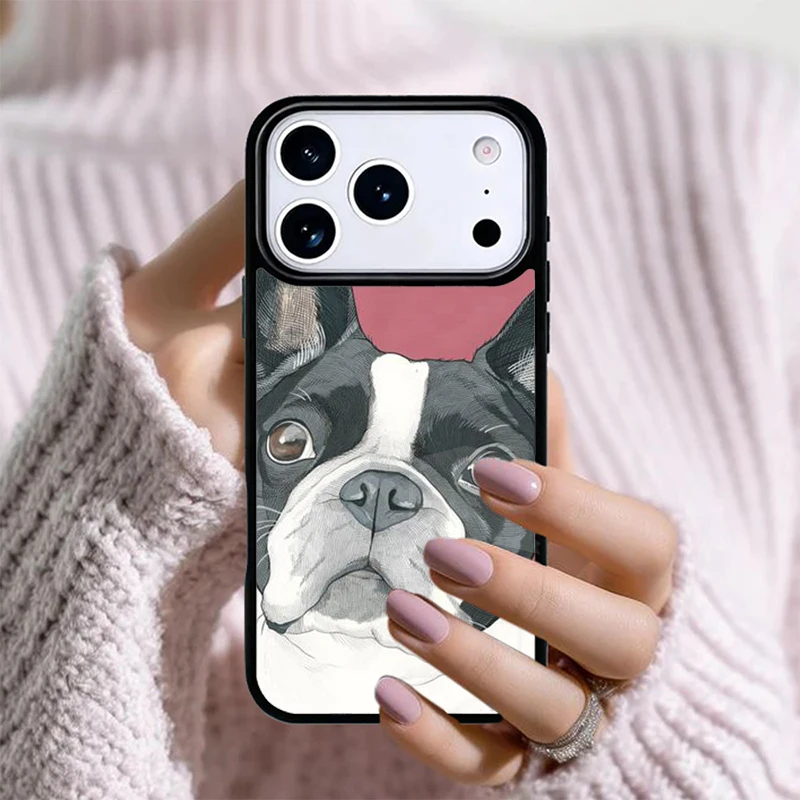 Boston Terrier Dog …