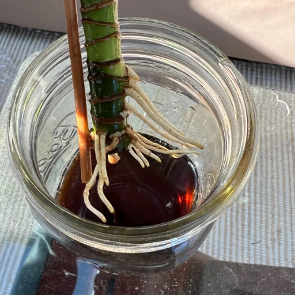 Plant Rooting Hormone Drops Fast Root Stimulator for Cuttings Transplant Recovery Succulents Flowers Growth Enhancer Fertilizers