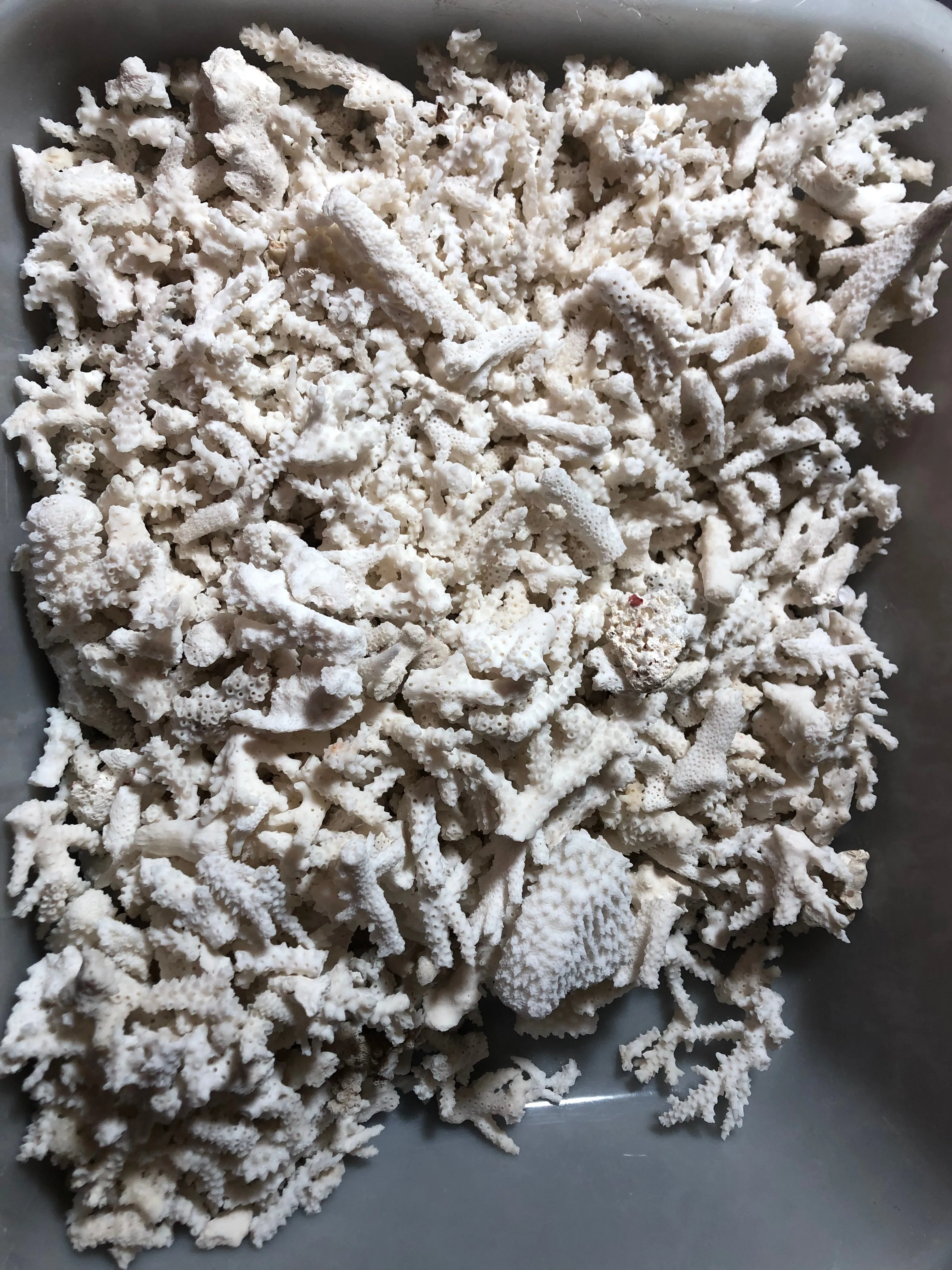 100 Grams Of Natural White Coral Broken Branch Small Pieces For Aquarium Landscape Decoration And Playful Display In Various