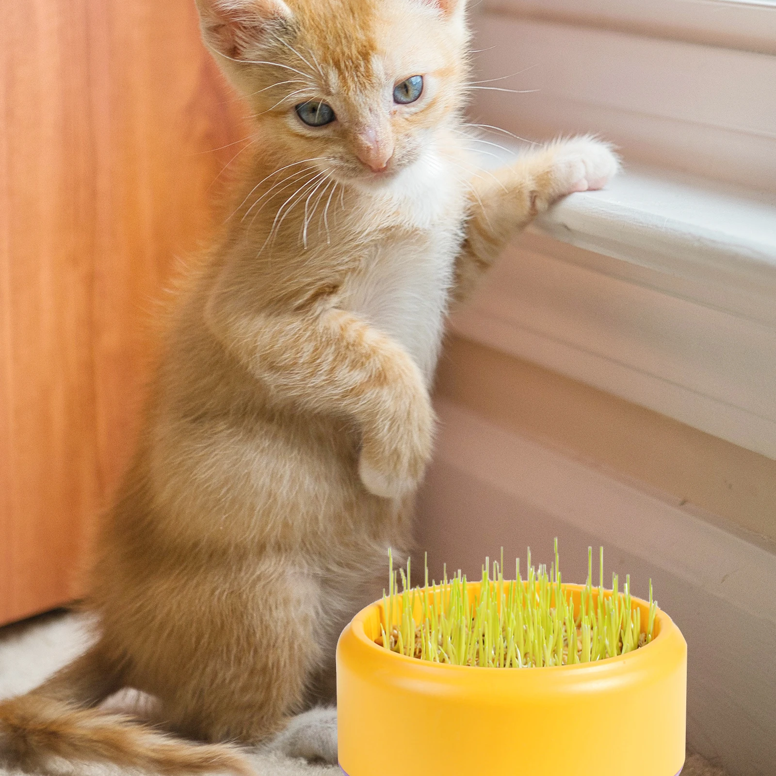 

Cat Grass Planting Box Practical Planter Hydroponic Container Convenient Household