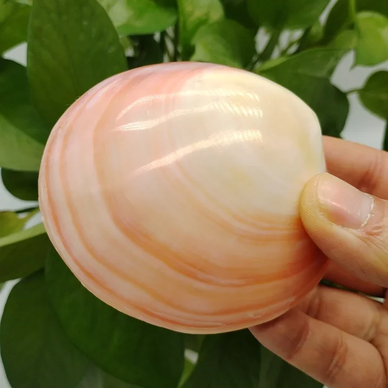 

2PCS Natural Seashell Conch Pink Clam Shell Fish Tank Coral Landscaping Gifts for Kids Nautical Collect Specimen Aquarium 7-9cm