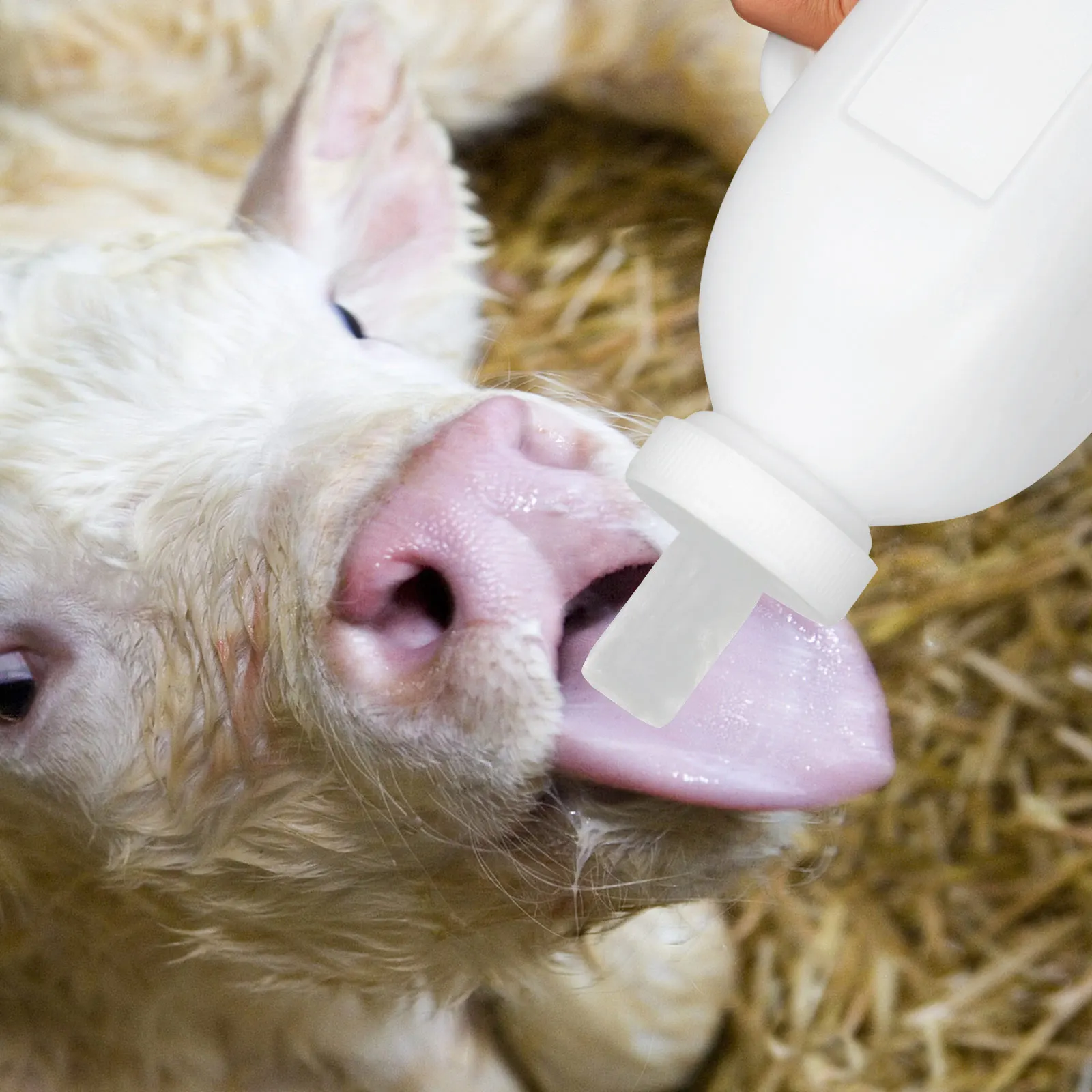 

Calf Milk Bottle 2L Durable Plastic Jug Healthy Livestock Nursing Tool Compact Size For Kittens Lambs Pets Feeding Bottle