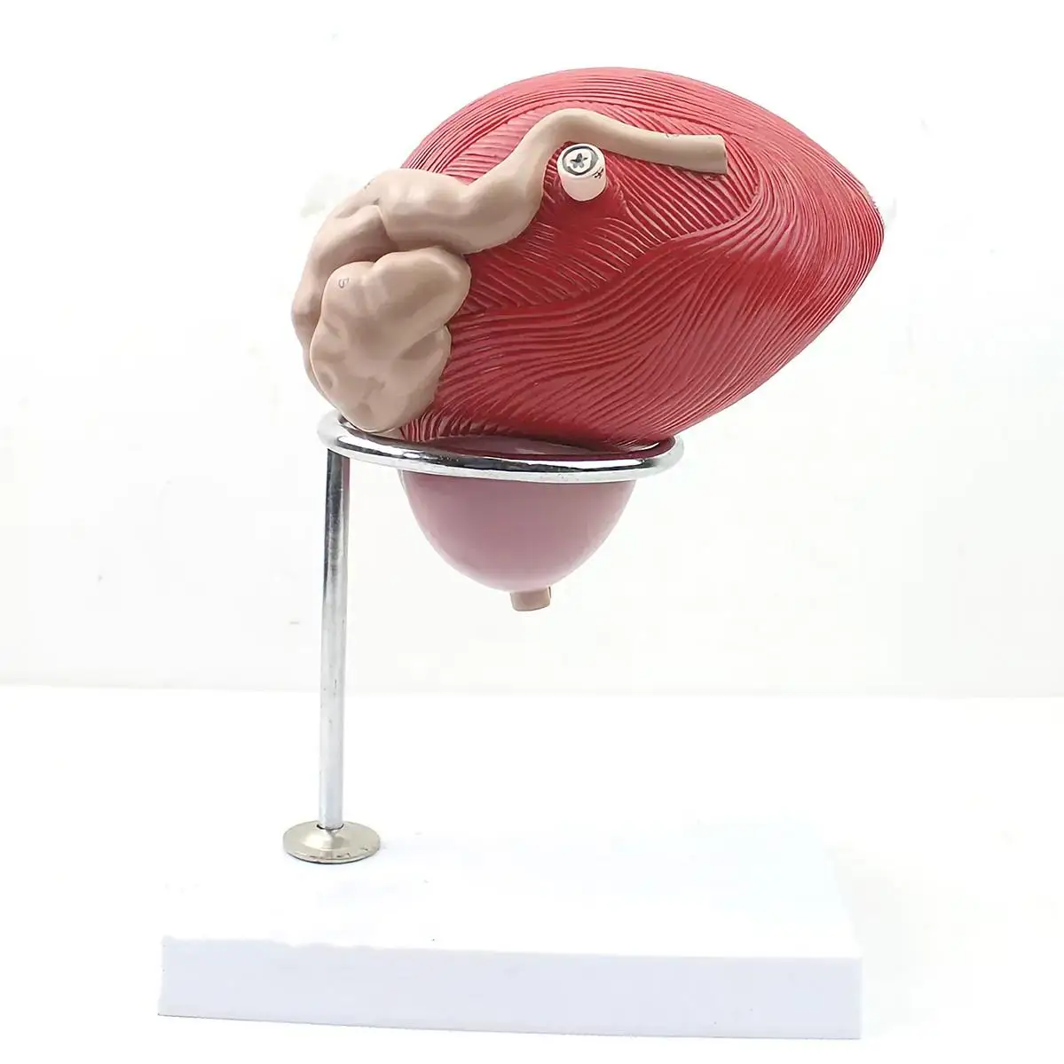 

3X Life Size 2 Parts Human Bladder Prostate Seminal Vesicle Glands Model Surgeon Medical School