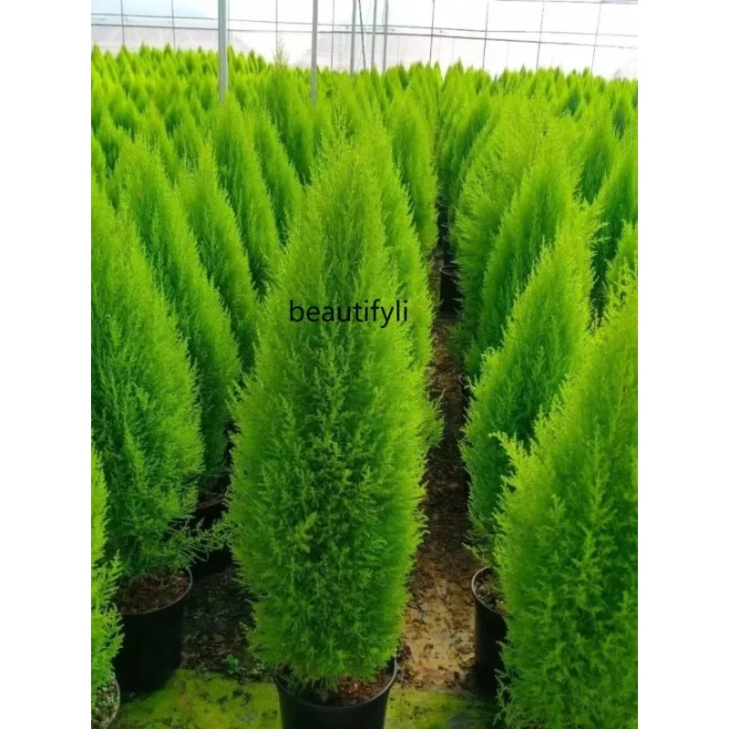 Fragrant Classic Style Pine Potted Christmas Tree Living Room Courtyard Balcony Four Seasons Evergreen Cold-Resistant Green H - Image 3