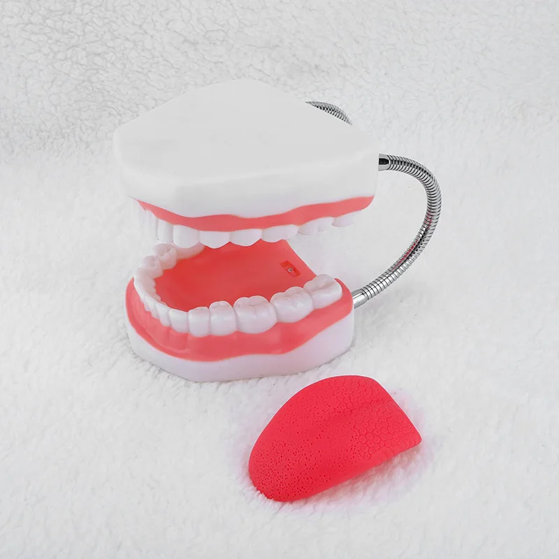 

Six-fold Enlargement Oral Teaching Dental Material Dentistry Consumables Prosthesis Dental Anatomy Model Tongue