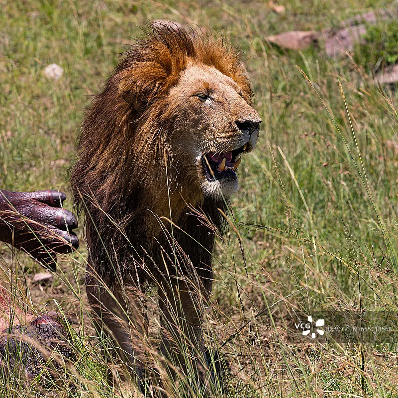 

Модуль Bluetooth-программатора Hobbywing OTA для бесколлекторных регуляторов скорости Xerun Ezrun Platinum Seaking для радиоуправляемых автомобилей, лодок и дронов