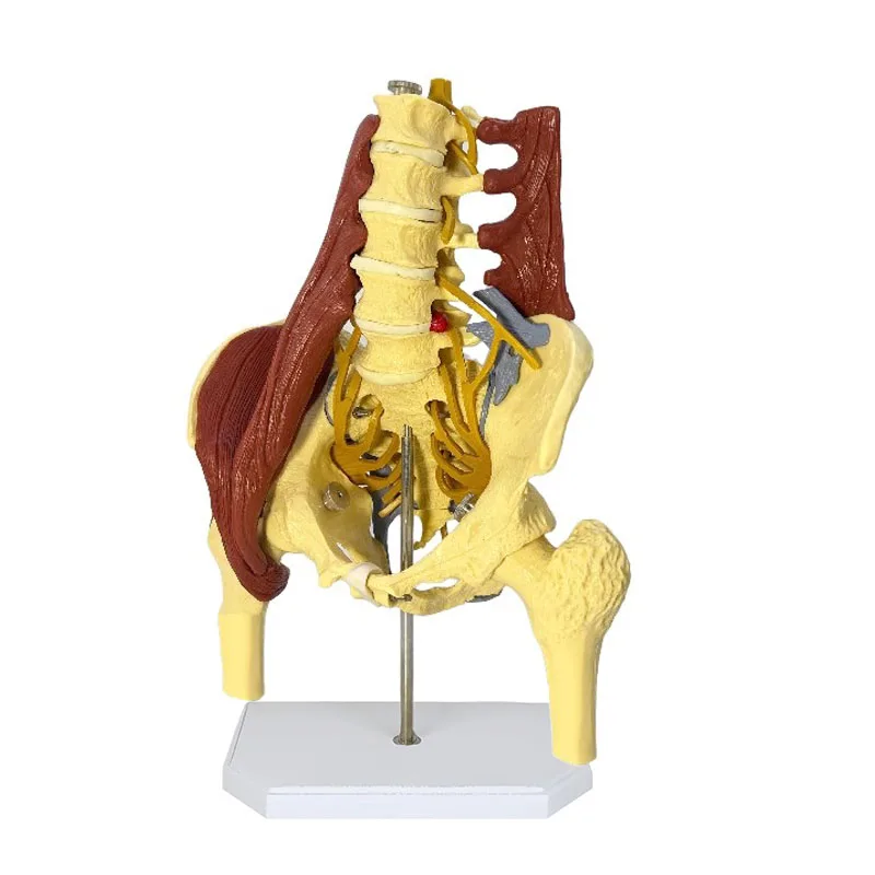 

Human Anatomy Model Male Pelvis Anatomical Model With Lumbar Spine and Muscle Medical Supplies Teaching Educational Tool