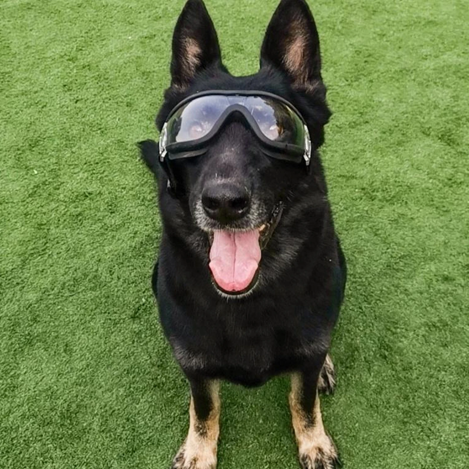 

Pet Glasses Sunglasses Eyewear for Dogs Protective Lens Foldable Portable Water Proof Adjustable Straps Outdoor UV Protection