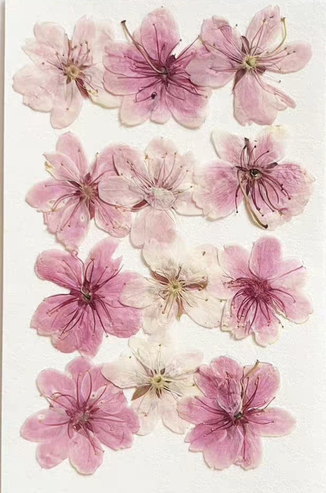 60pcs Pressed Dried Malus Spectabilis Sakura Flower Herbarium For Resin Epoxy Jewelry Card Bookmark Frame Phone Case Makeup Lamp
