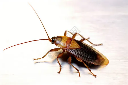 

Комплект из 4 металлических колес с бедлоками и шинами 40 мм (0,7 дюйма) для радиоуправляемых краулеров 1/30 SCX30 Ascent-32, запчасти и аксессуары для тюнинга