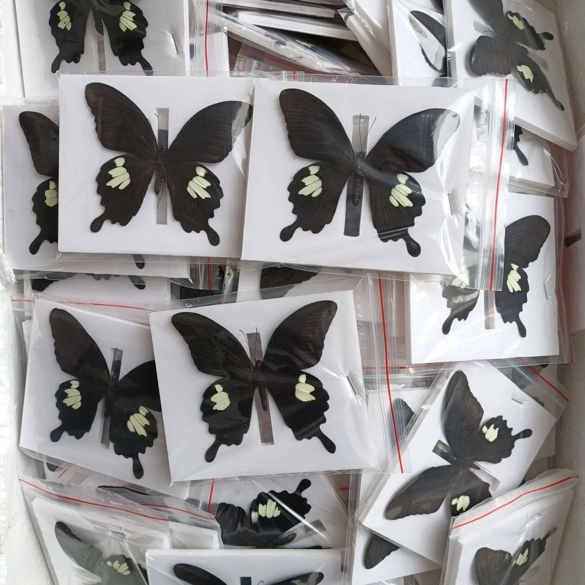 

6-100 pcs natural Real Butterflies Specimen ( ‌Papilio helenus‌）