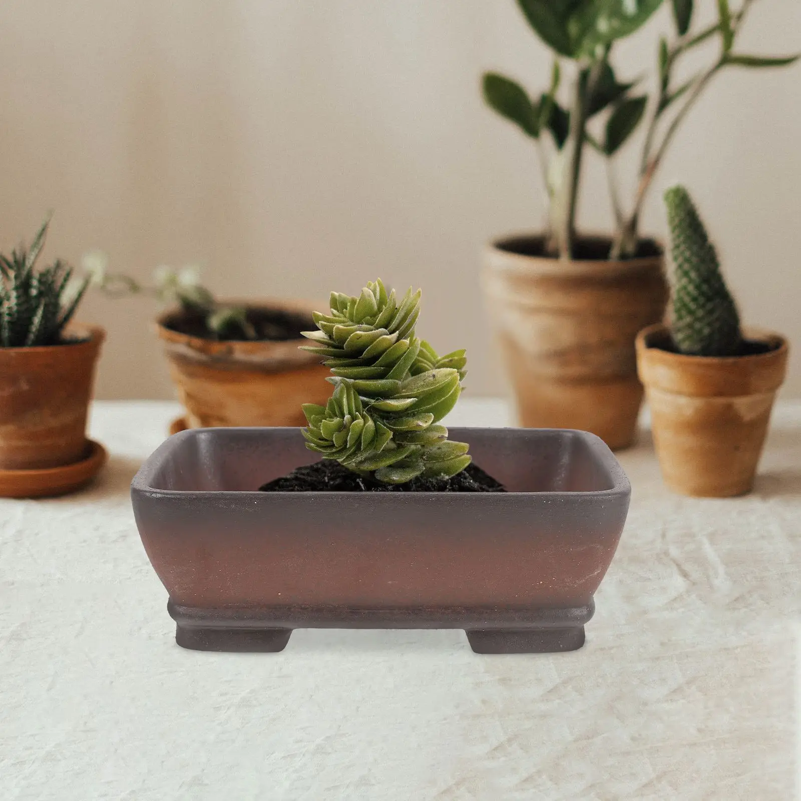 Purple Sand Flower Pot Large Rectangular Fleshy Stoneware Bonsai Simple Orchid Special Flower Bonsai Pot Succulent