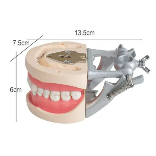 Get a with Teeth Model Dental Dentist Universal Standard 200H Type Removable Tooth Soft Gum - Ideal for Oral