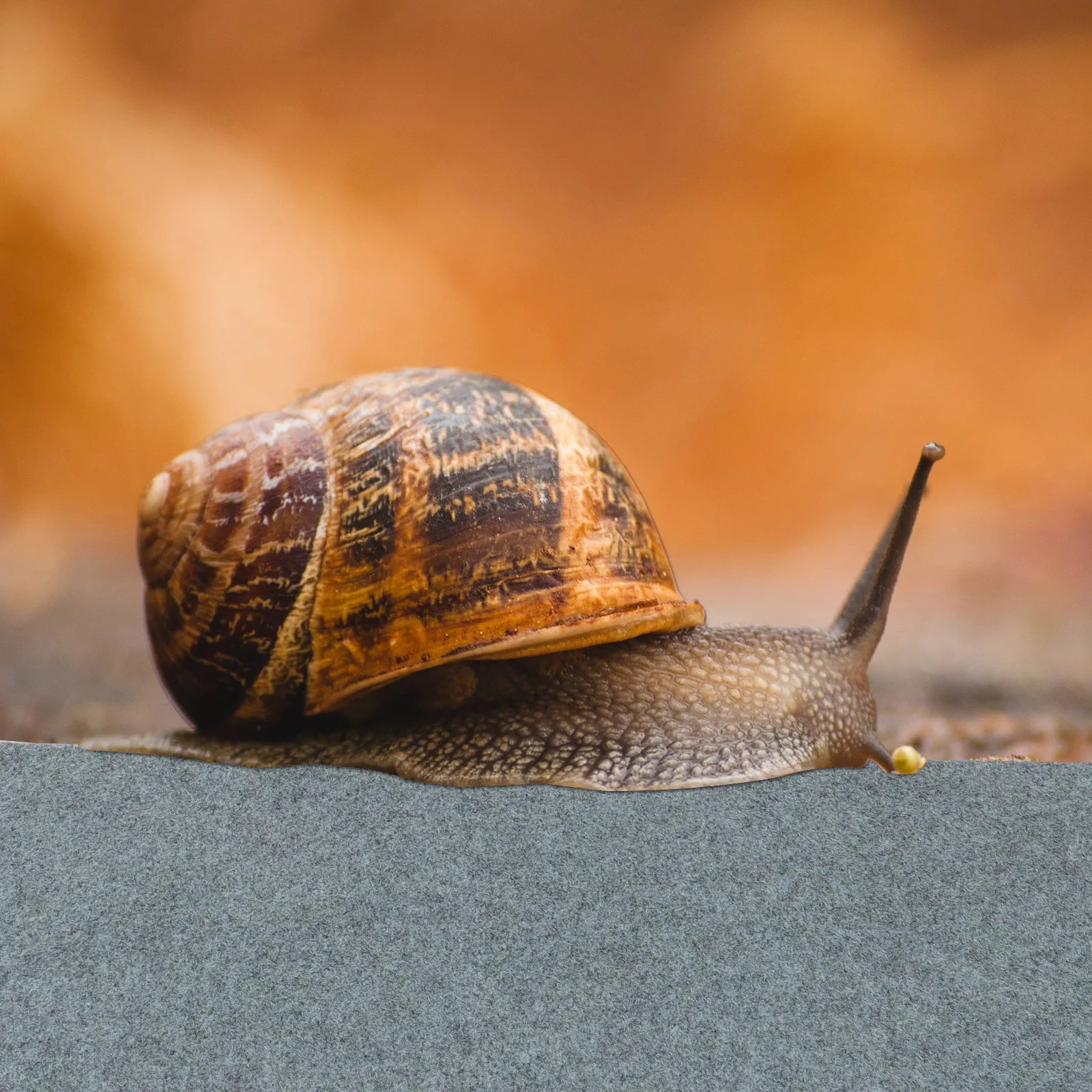 

Reptile Substrate Liner 60X40Cm Cuttable Odor Reducing Easy Clean Dry Breathable Pet Cage Mat For Lizard Snake Terrarium