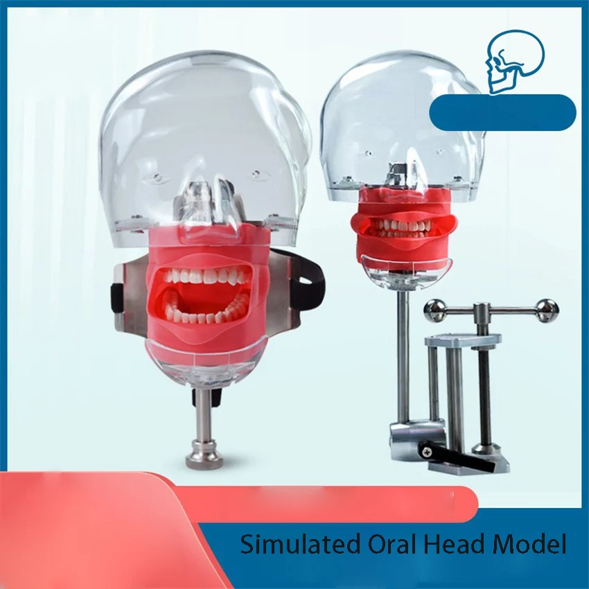 Dental Simulation Oral Head Mold Resin Tooth Detachable Head Mold Preparation Tooth Head Mold Teaching Model