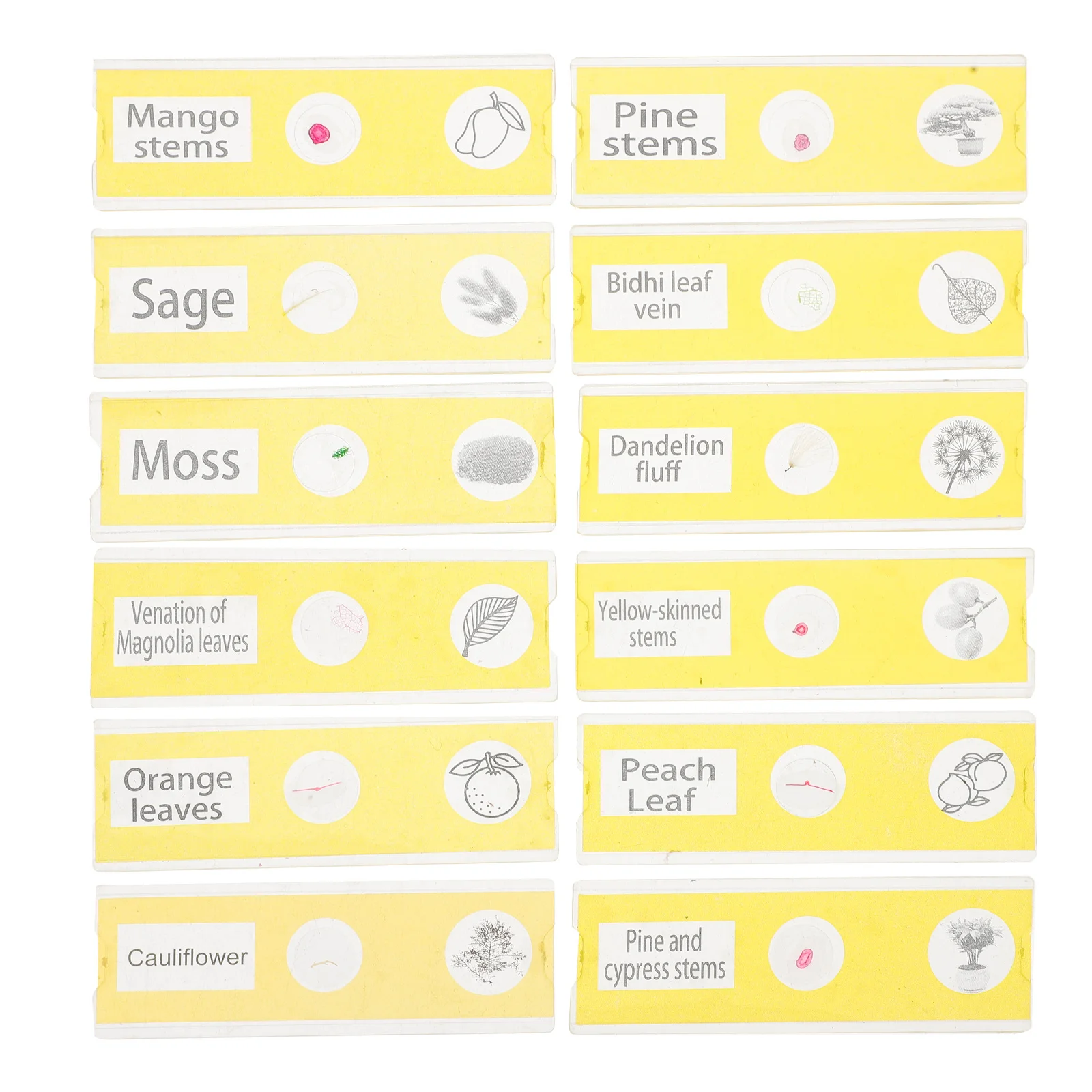 ชุดสไลด์ไมโครสโคปสำเร็จรูป 12 ชิ้น ทำจากพลาสติก สีเหลือง สำหรับเด็ก ศึกษาชีววิทยา