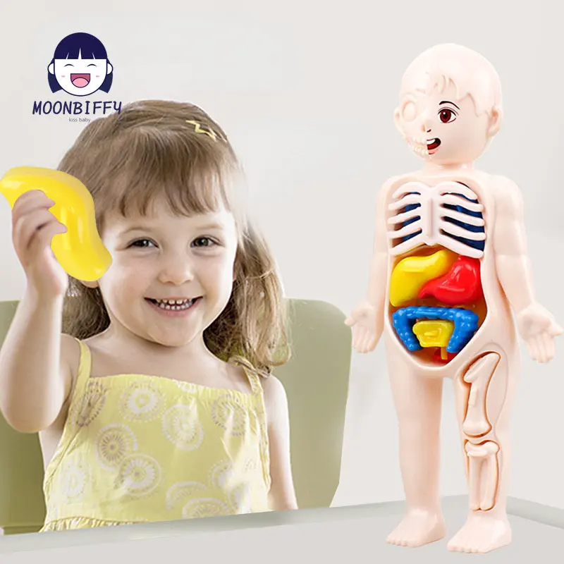 13-Piece Set Children\'s Science and Education 3D Human Body Organ Model DIY Assembled Medical Early Education Toys