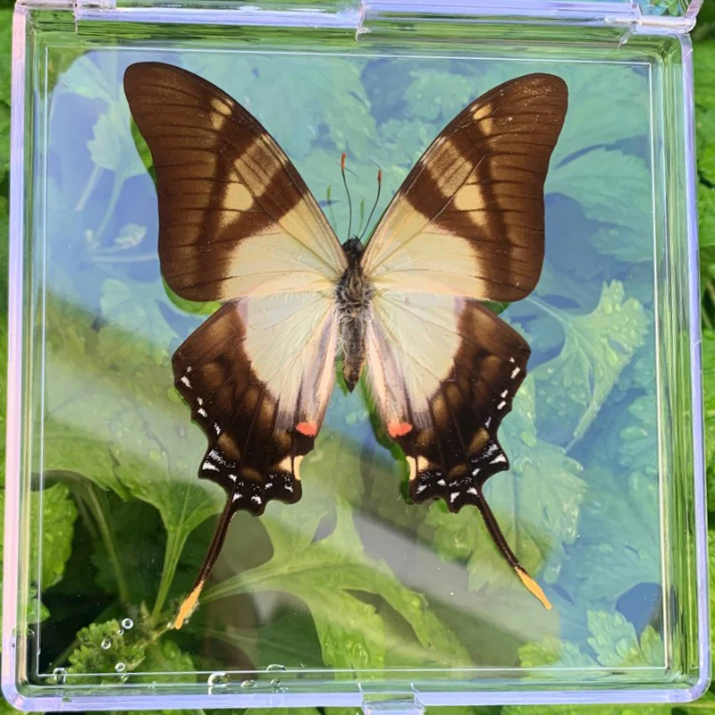 Natural Real Butterfly Specimens Rare And Exquisite Specimens For Home Decoration Display Collection In Teaching Special Gifts image 3