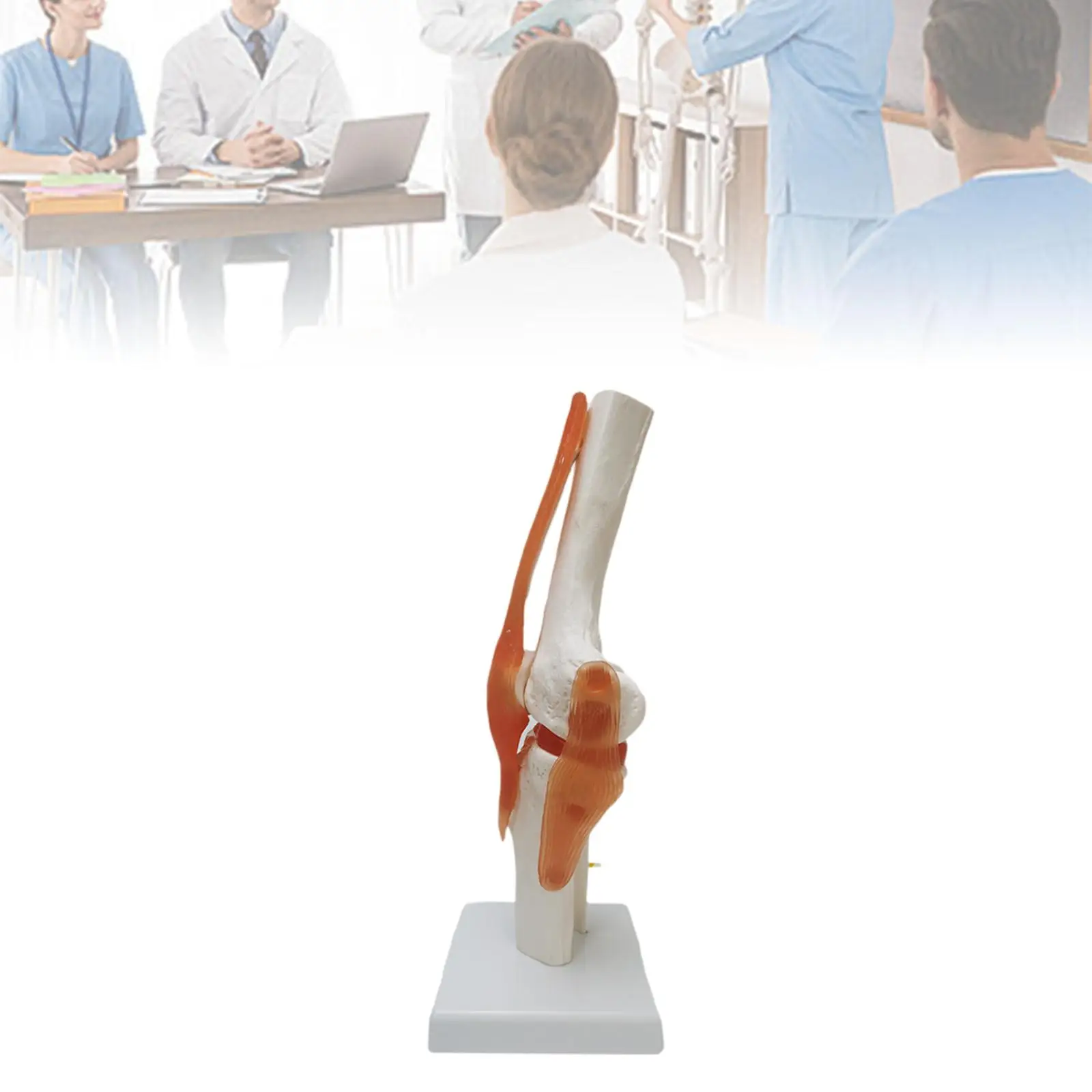 Human Knee Joint Model Bendable Lightweight with Ligaments Knee Anatomy Model for Studying Lab Classroom School Training