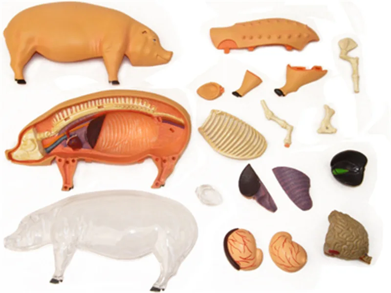 4D Vision Pig Organ Anatomy Model Animal Puzzle Toys for Kids and Medical Students Veterinary Teaching Model