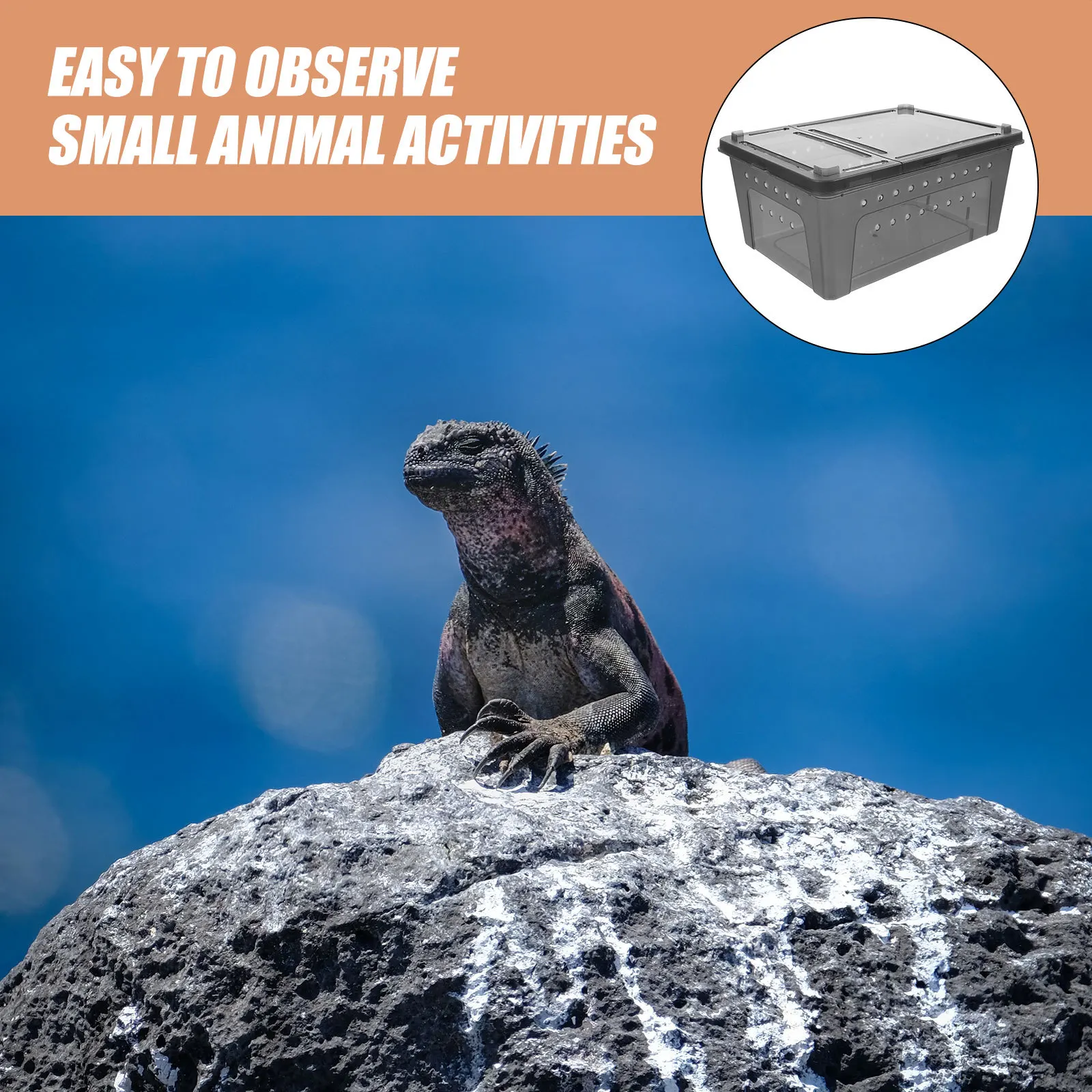 

Spider Box With Breathable Holes Viewable Design Easy Clean Durable Plastic Small Reptile Enclosure For Tarantula Gecko Snail