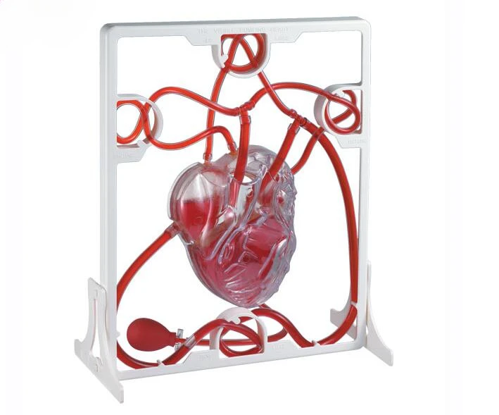 Cardiac Blood Circulation Model Children's Educational Toys Teaching Aids Heart Blood Circulation Biological Science Experiment