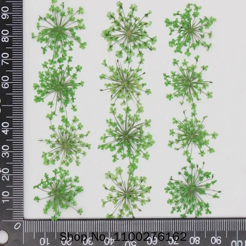 60pcs Pressed Dried Ammi Majus Flowers Plant Herbarium For Jewelry Postcard Invitation Card Phone Case Bookmark Craft DIY