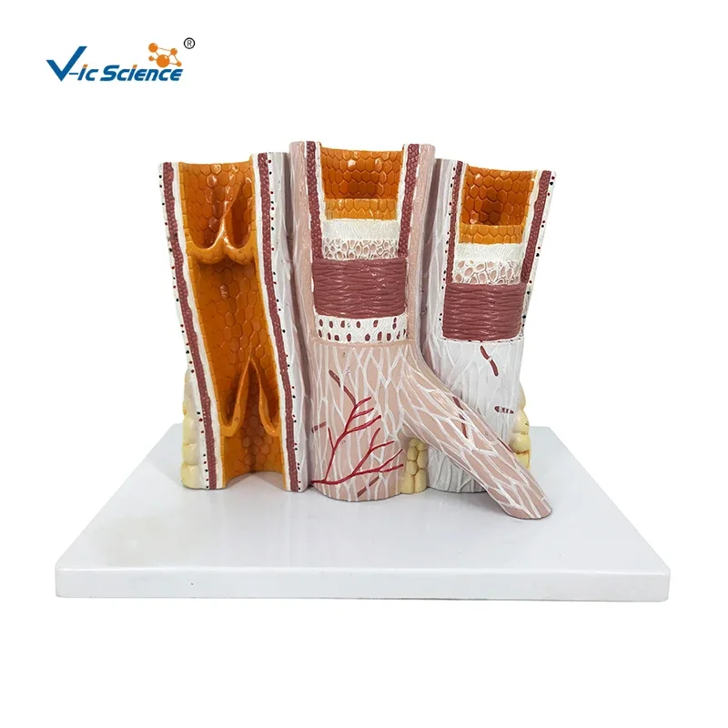 

Microanatomy Artery & Vein Anatomy Model