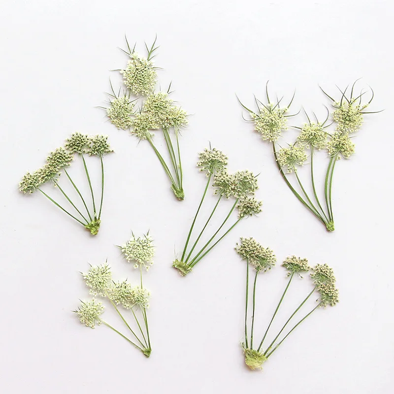 

60pcs Pressed Dried Ammi visnaga Flower Stem Herbarium For Resin Epoxy Jewelry Card Bookmark Frame Phone Case Makeup Lamp