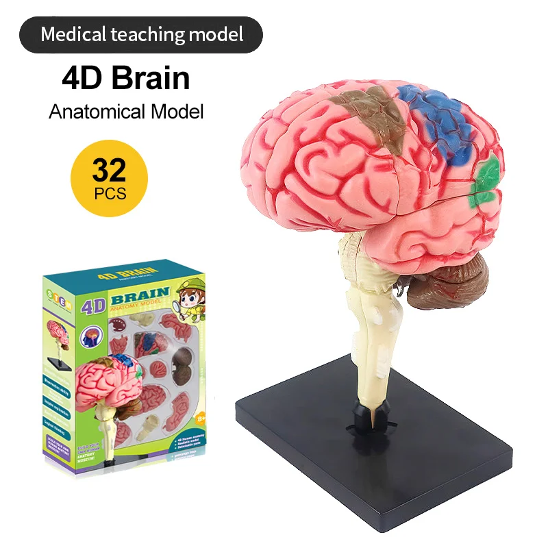 High-Quality 4D Human Brain Anatomy Model Assembly DIY For Medical Biology Studing Teaching tool