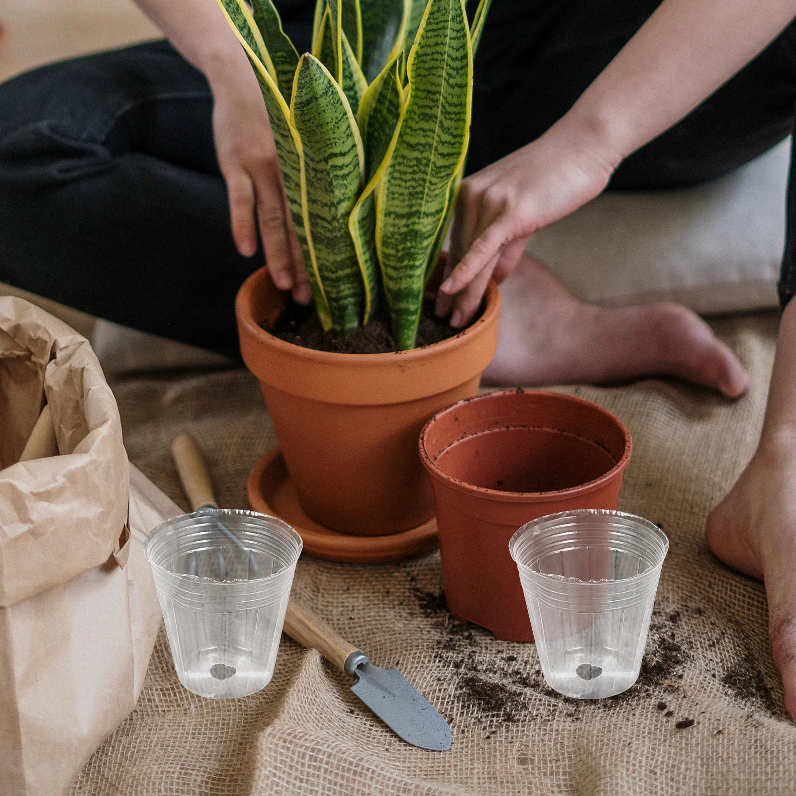 50 potes do berçário dos pces para plantas plástico com furos de drenagem claro engraçado orquídea