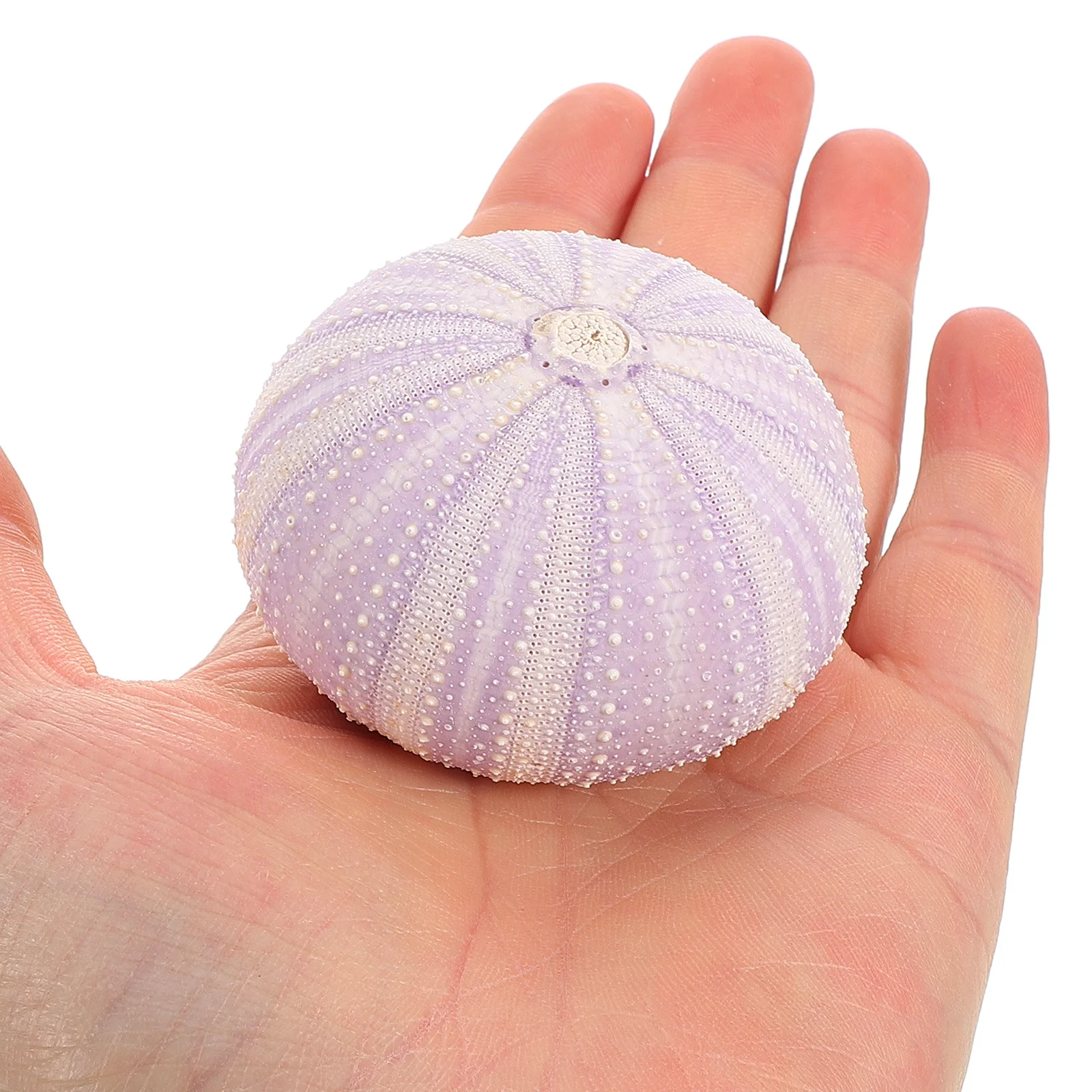 3 pcs Natural Dried Sea Urchin Shell Unique Small Planting Holder Air Planting Pot Desktop Ornament Decorative Craft For Home view 5
