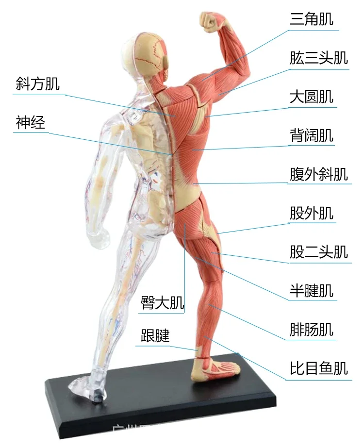 

Authentic 4Dpuzzle toy human body assembly model 4d master muscle, blood vessel, and skeleton