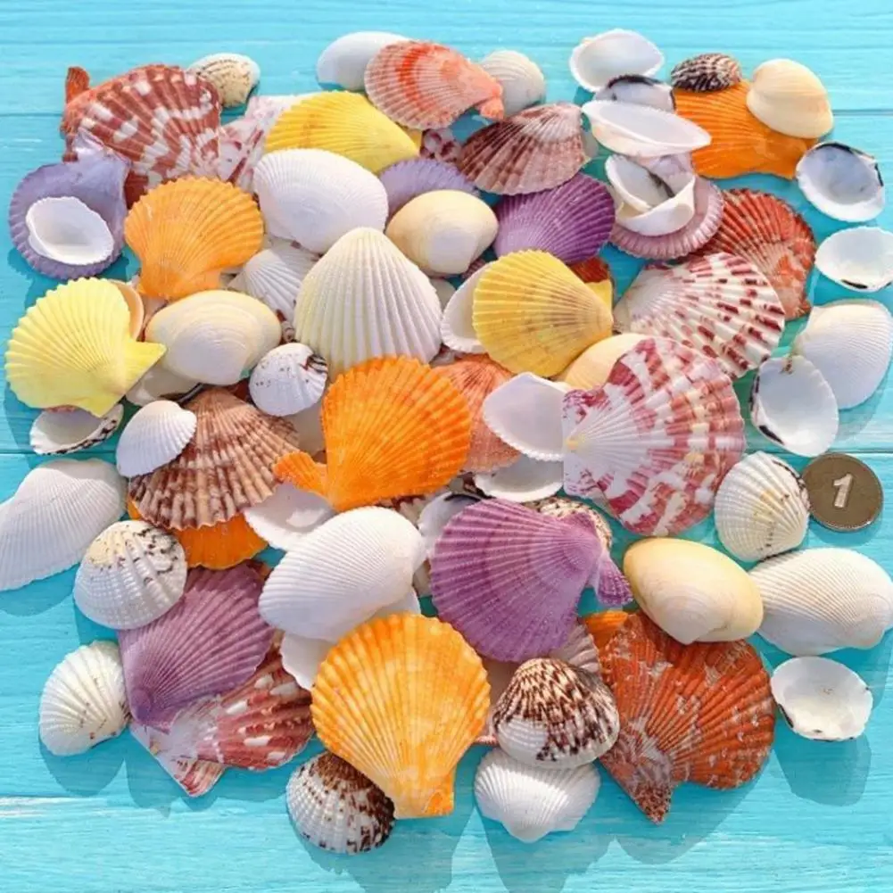 Sea Life Inspired Crafts Assorted Natural Seashells Set for Diy Crafts Beach Theme Party Home Decor Mixed Ocean Shells for Fish