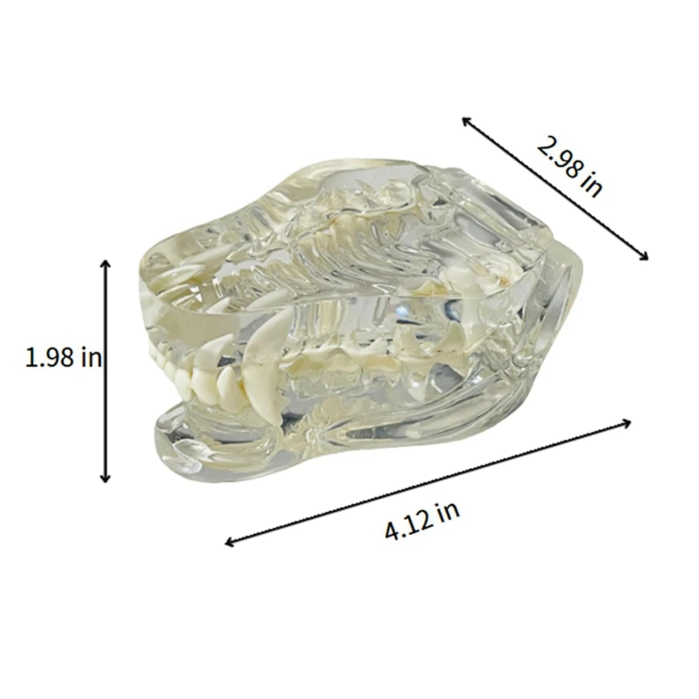 투명한 개 치아 해부학 모델 치과 동물 구강 치아 턱, 수의학 교육 도구 (개)