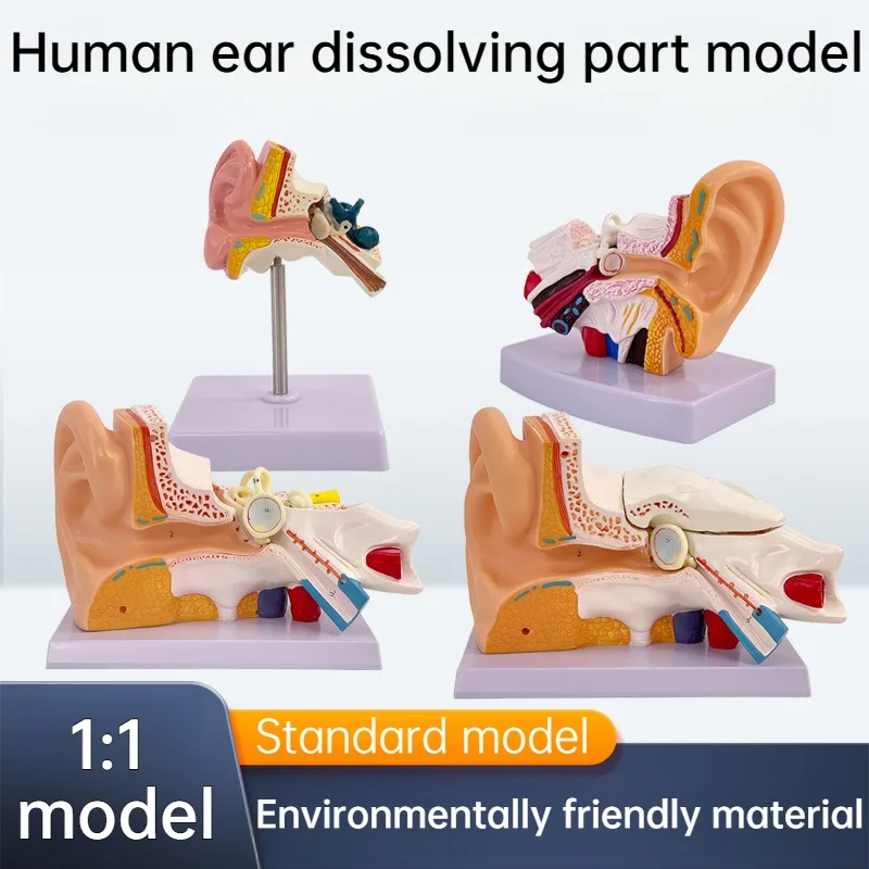 Ear Model Surface Ear Anatomy Model Outer Middle Inner Auditory System Organ Ear Construction Teaching Mold Enlarged version New