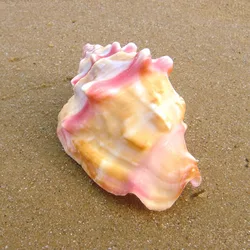 Persistencia Reincarnate Conch Shell Small Gift Home Decoration Fish Tank Collection Ornaments Nautical Home Decor Seashell