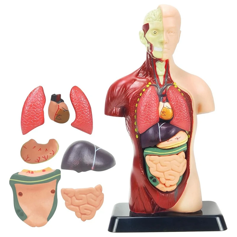 Human Body Model For Kids 11 Inch Multicolor Human Torso Anatomy Model Toys 8 Pcs Removable Anatomy Doll With Heart & Organs