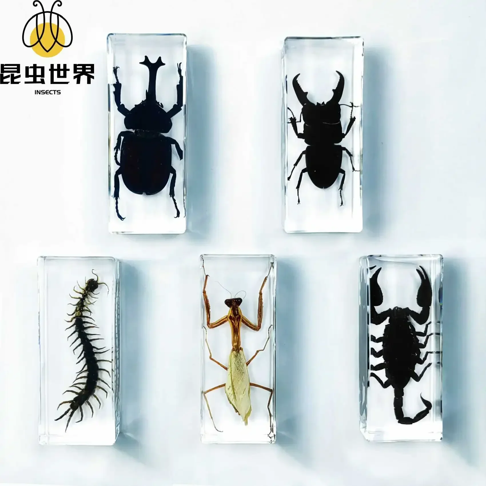 22 Style Real Insect Specimen Transparent Resin Observation on Beetle Locust Spider Scorpion Golden Turtle Kindergarten Statue