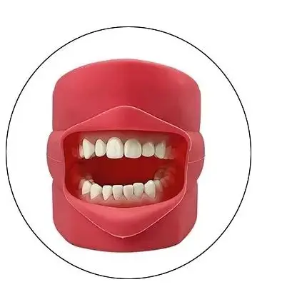 5pcs Dental Teeth Model Silicone Mouth Mask Holder Decor Replacement for Dental Technician Training Simulation Phantom Model