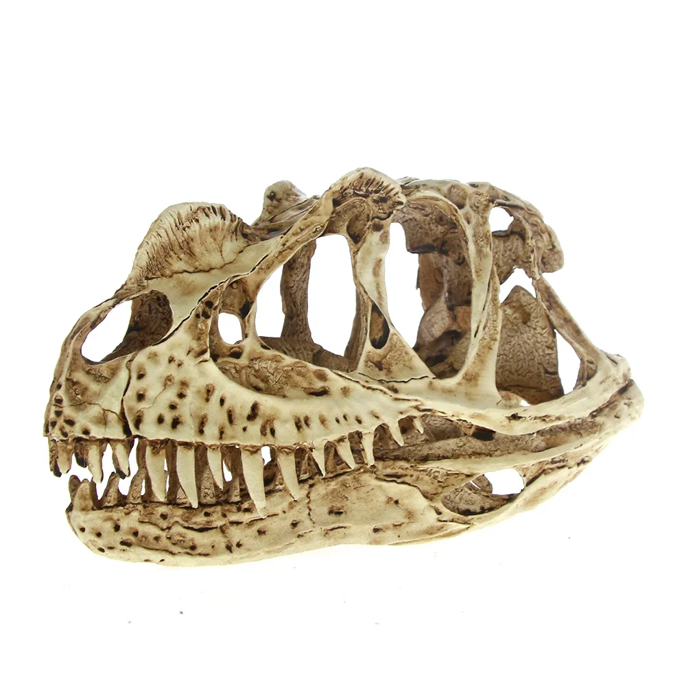 

[MGT]-High Precision Ceratosaurus Skull Model, Rex Dinosaur Resin Fossil Skull, Collectibles Model Figure, Aquarium Ornament