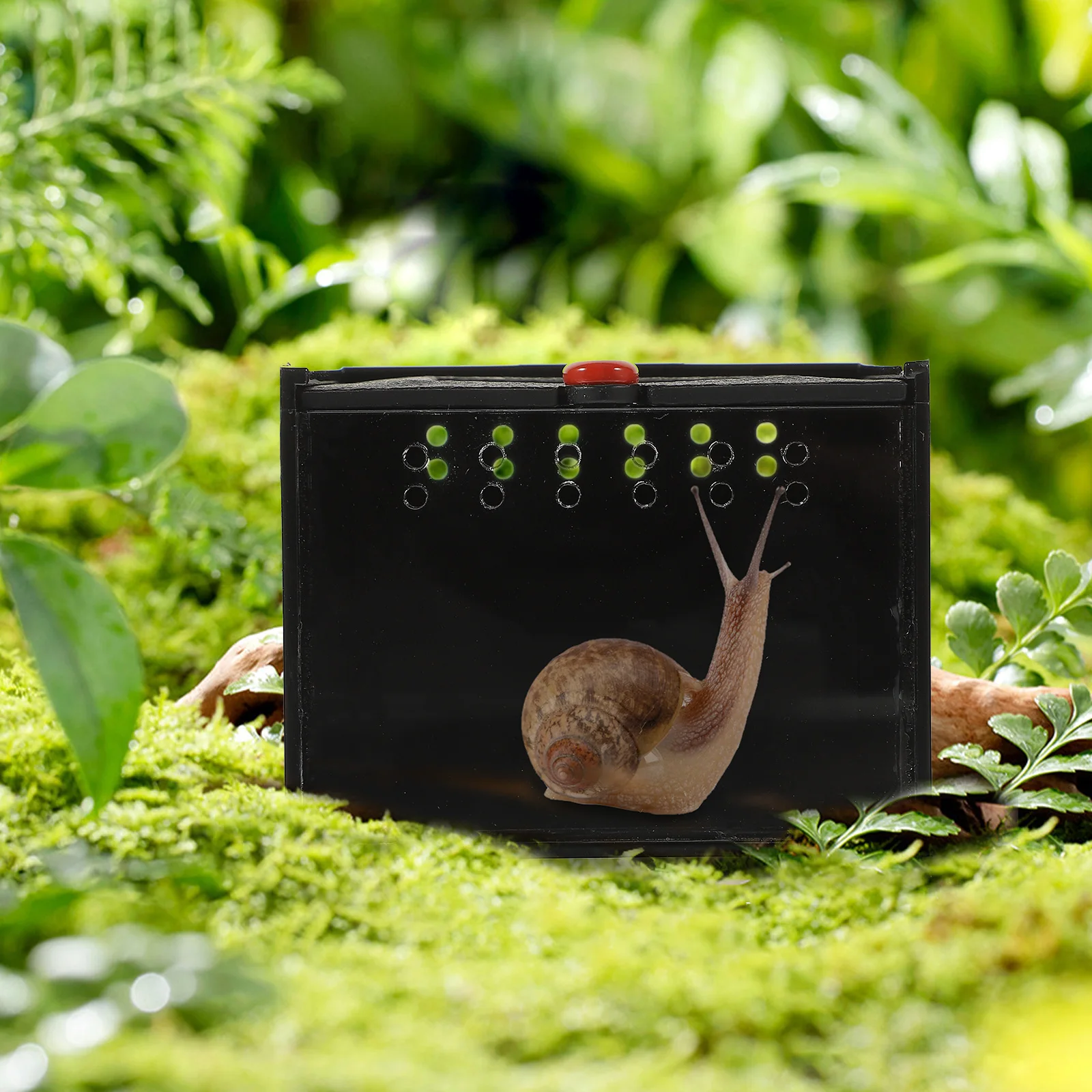 

Jumping Spider Ventilation Glass Container Enclosure Insect Small Habitat Cage Terrarium