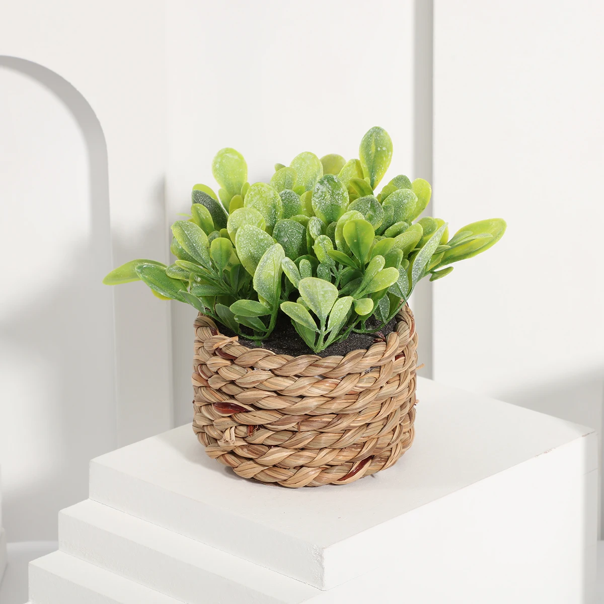 Plant 02