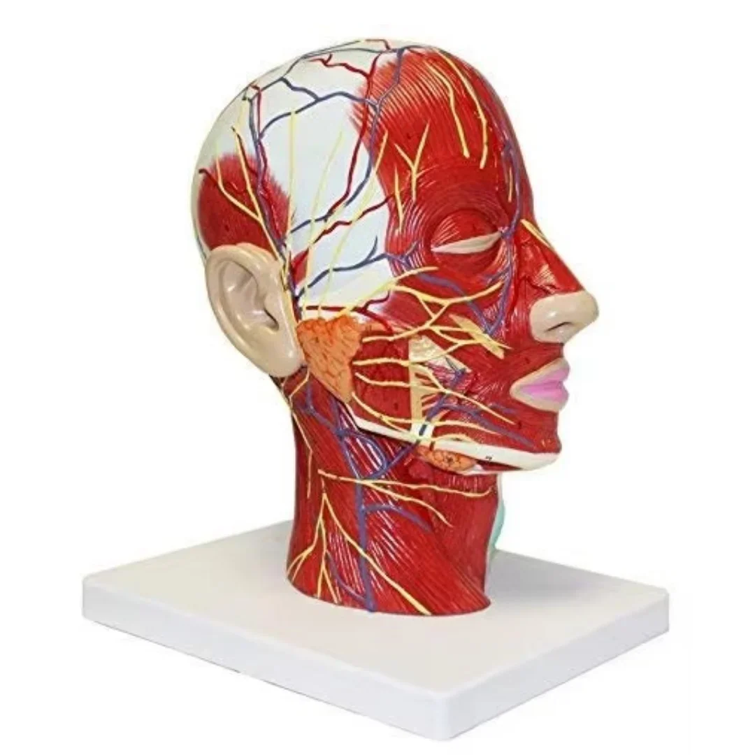 Human Half Head Superficial Neurovascular Model with Musculature Life Size Anatomical Head Model for Medical Science Display