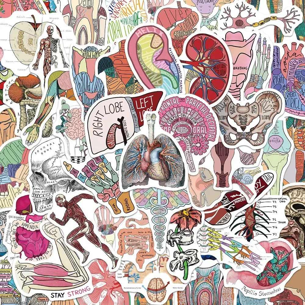 10/30/50pcs Cartoon Human Organ Medical Anatomy Stickers Decals Kids Toy Skateboard Motorcycle Phone Car Cool Waterproof Sticker