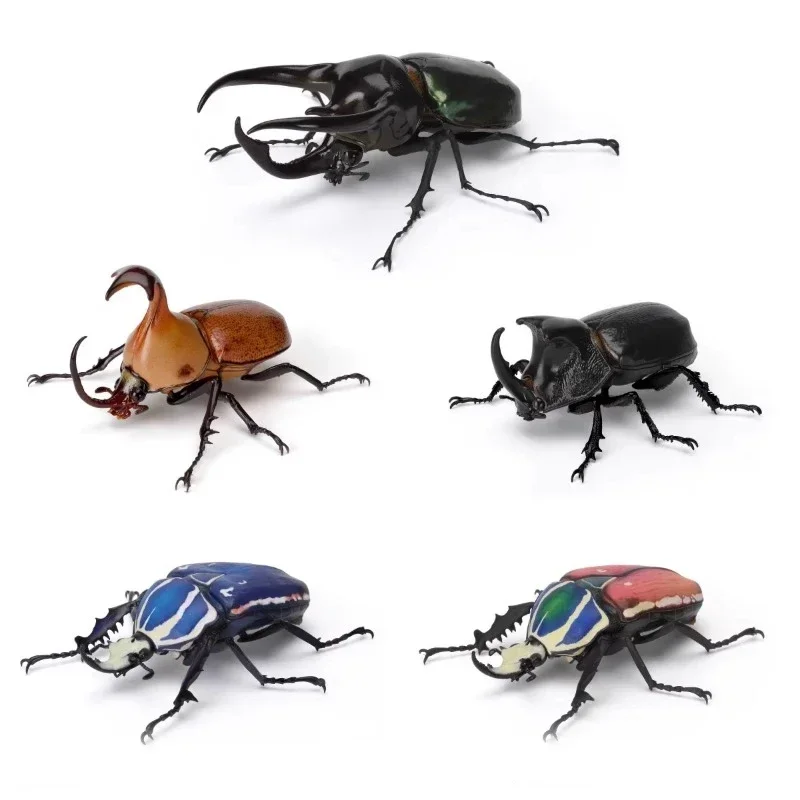 BANDAI Biology Illustrated Guide Simulation Insect Gashapon Chalcosoma Atlas Mecynorhina Torquata Ugandensis Figure Model Toys