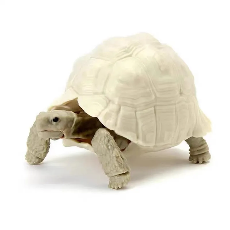 BANDAI Turtle Geochelone Pardalis Marine Organism Biological Encyclopedia Gashapon Gifts Genuine Action Figure Model Toys