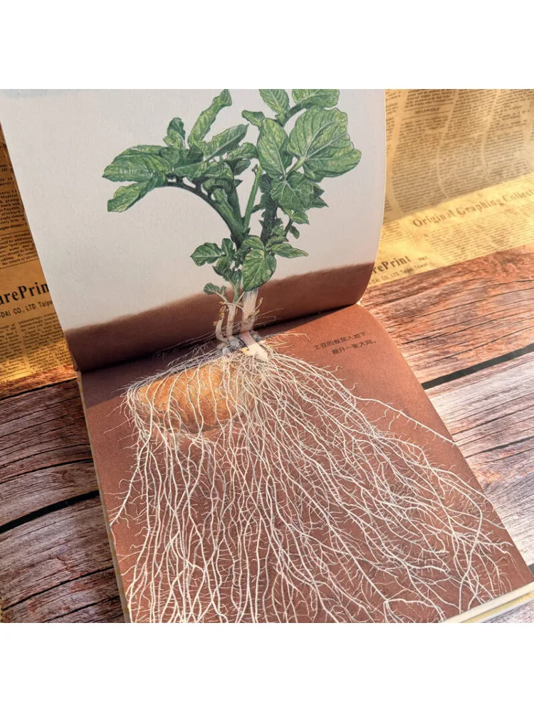 Book-Winshare Selected Picture Books From Wheatfield The Round Plump Potato