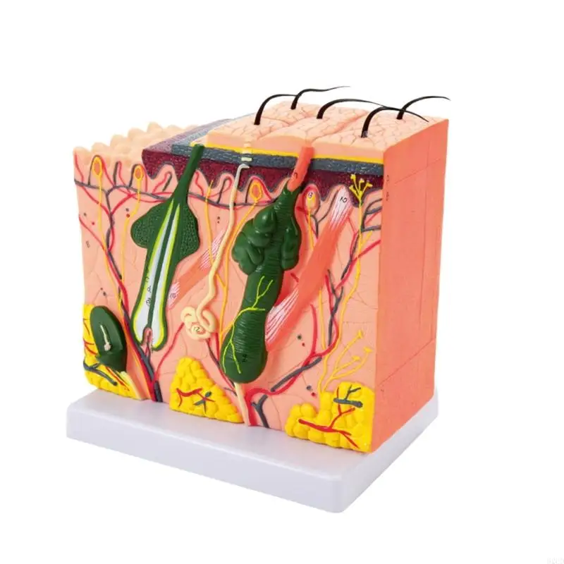 

Skin Anatomical Model Skin Layers Anatomy Model 35/50/70/85X Enlarged Anatomical Skin Model for Science Study Drop Shipping